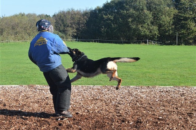 Family protection dogs in training