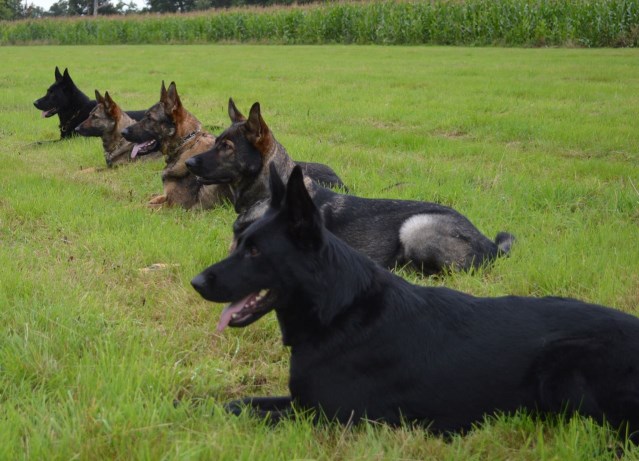 Family protection dogs 4