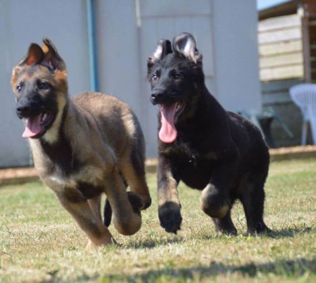 Family protection dog pups