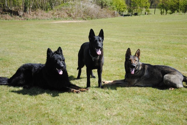 Protection dogs in training