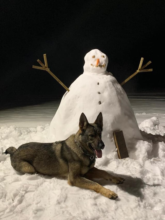 Family security dogs at night