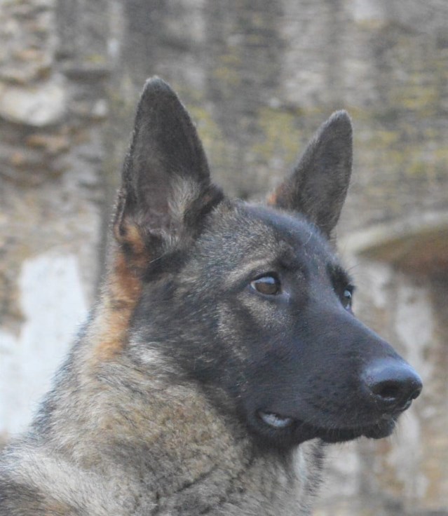 Personal protection dogs - trained by our experts