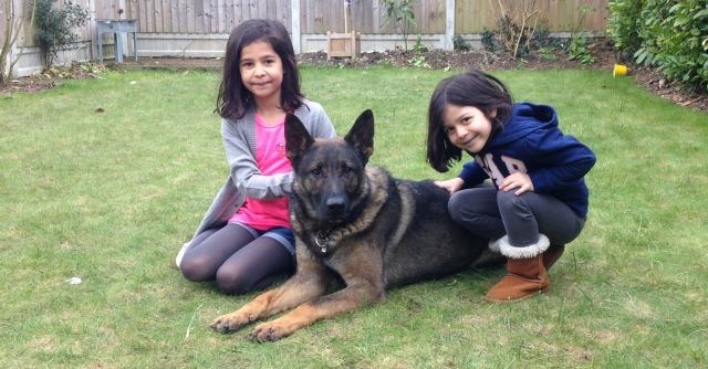 Are Protection Dogs Safe With Children