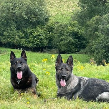 Protection dogs in between training