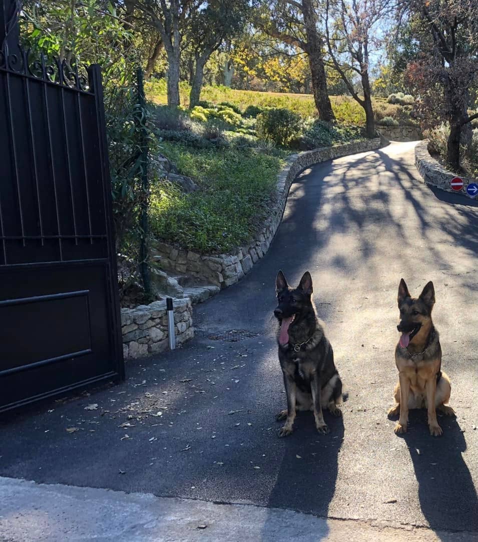 Family guard dogs from K9 Protector