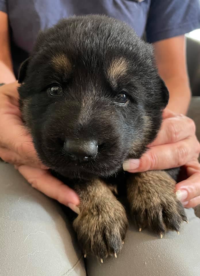 3 week old puppy from K9 Protector