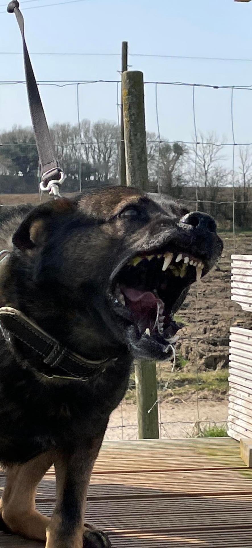 protection dog in training at K9 Protector