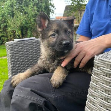 Protection dog puppies for sale