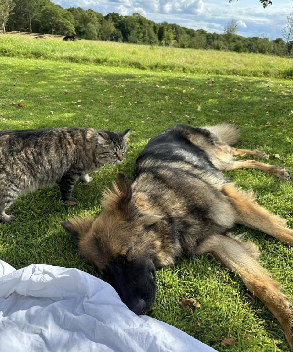 Protection dog comfortable with cats