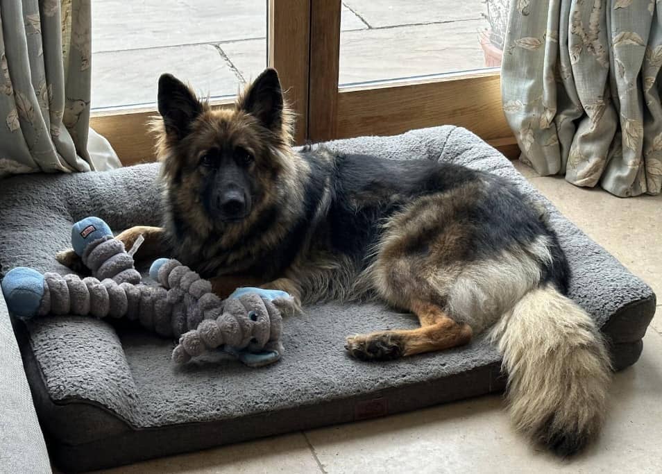 Protection dog comfortable with other dogs